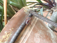 Periplaneta australasiae