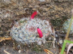 Mammillaria gilensis