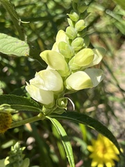 Chelone glabra