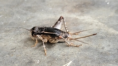 Velarifictorus micado