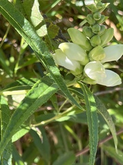 Chelone glabra