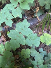 Vancouveria hexandra