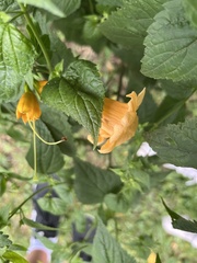 Campsis