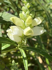 Chelone glabra