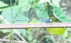 Argia inculta