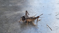 Velarifictorus micado