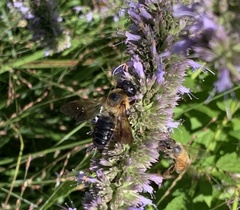 Megachile sculpturalis