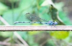 Argia inculta
