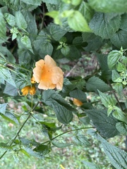 Campsis