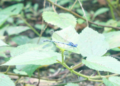 Argia inculta