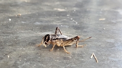 Velarifictorus micado