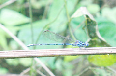 Argia inculta