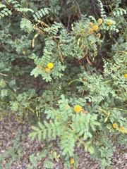 Vachellia constricta