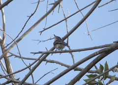 Empidonax wrightii