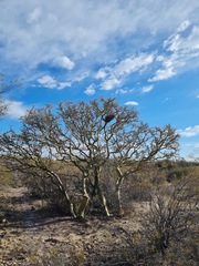 Geoffroea decorticans