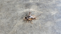 Velarifictorus micado