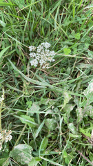 Apioideae