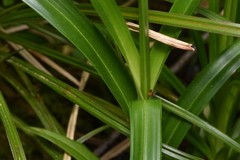 Scirpus microcarpus
