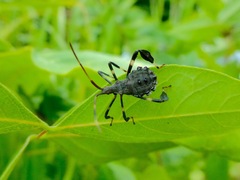 Acanthocephala terminalis
