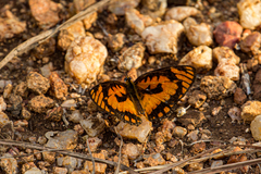 Byblia anvatara acheloia
