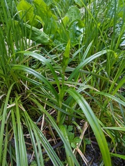 Scirpus microcarpus
