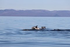 Lagenorhynchus albirostris