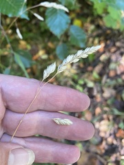 Dactylis glomerata lobata