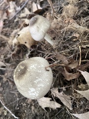 Agaricus placomyces
