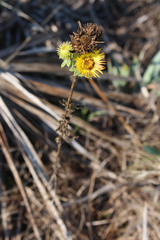 Grindelia lanceolata