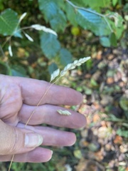 Dactylis glomerata lobata
