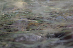 Paravaejovis spinigerus