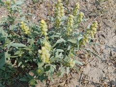 Ambrosia grayi
