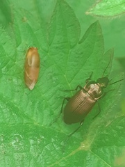 Poecilus cupreus