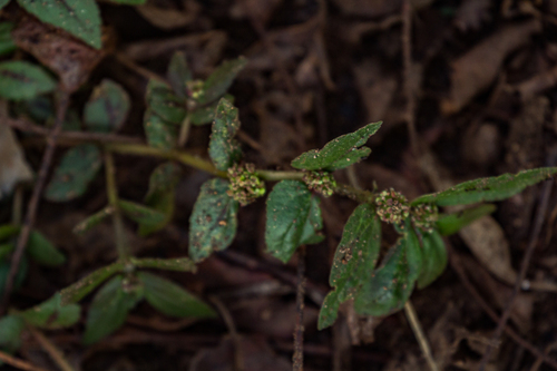 Euphorbia hirta image