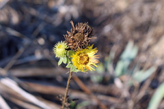 Grindelia lanceolata