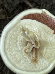 Agaricus placomyces