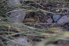 Paravaejovis spinigerus