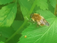Criorhina
