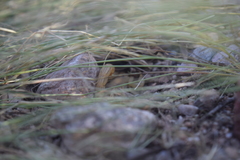 Paravaejovis spinigerus