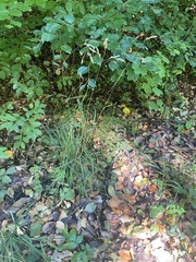 Dactylis glomerata lobata