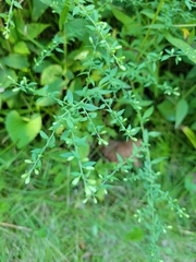 Symphyotrichum lateriflorum