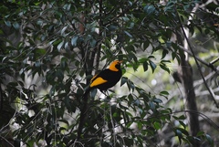 Sericulus chrysocephalus