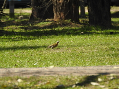 Colaptes melanochloros