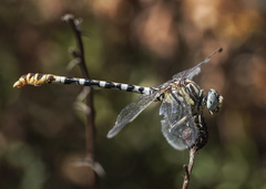 Erpetogomphus compositus