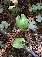 Maianthemum dilatatum