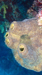 Smenospongia conulosa