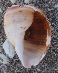 Tonna tankervillii
