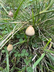 Psilocybe semilanceata