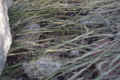 Paravaejovis spinigerus