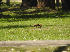 Colaptes melanochloros